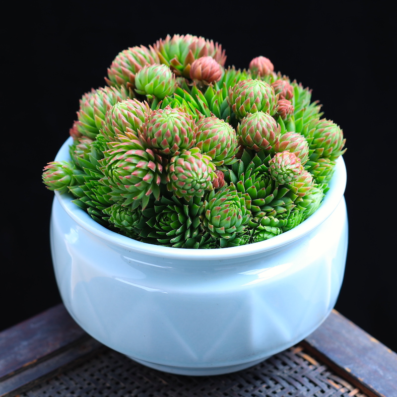 橘子球多肉植物盆栽花卉绿植老桩室内组合植物云南直发长生草多肉橘子