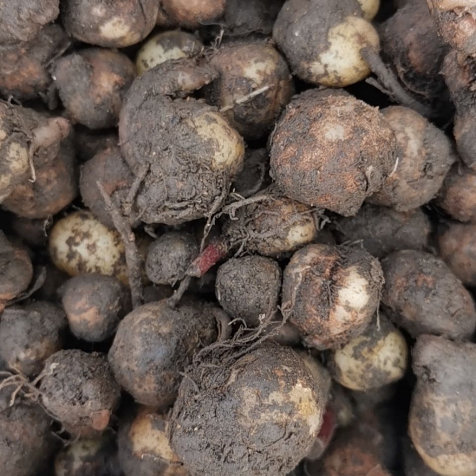 康中尊 贵州省地产野外生一口血干货一滴血 一点血中草药原材料 鲜一