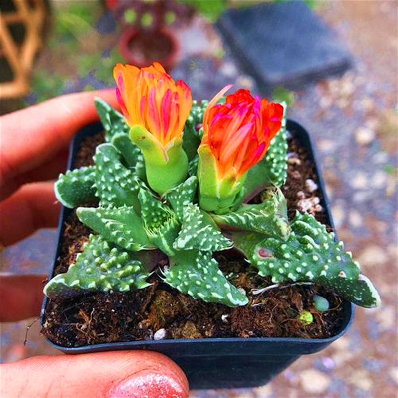 仙人球组合实生无刺仙人掌多肉花卉植物室内花小盆栽精品星兜稀有