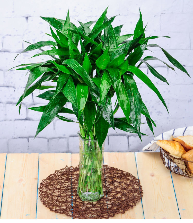 发财竹植物大叶竹转运竹盆栽植物室内绿植花卉隆鼎 1米左右-10枝