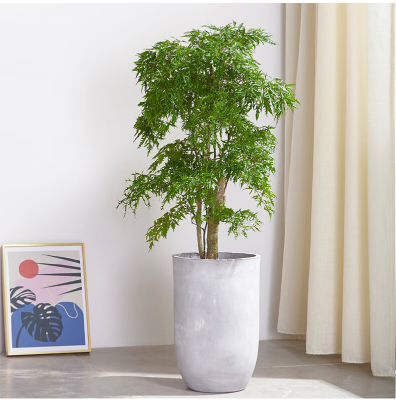 福禄桐盆栽客厅办公室大型绿植老桩净化空气植物蓝丽雅120130cm含石纹