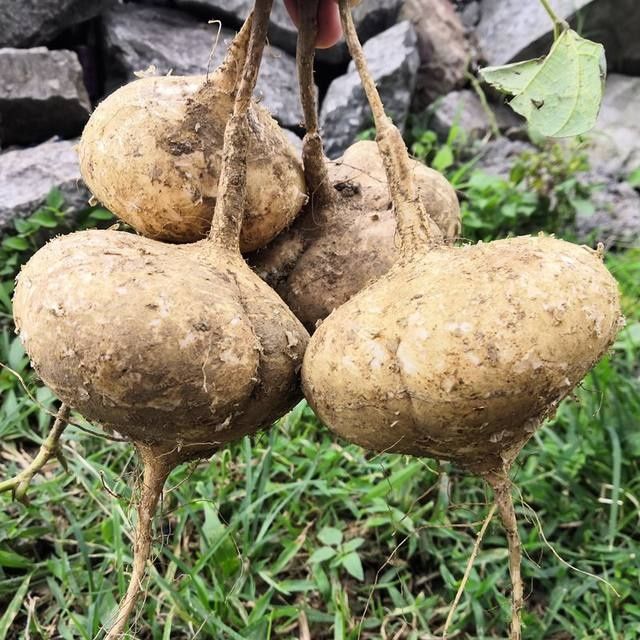 精选生鲜新鲜凉薯现挖贵州农家地萝卜地瓜白地瓜沙葛土瓜甜瓜沙土豆薯