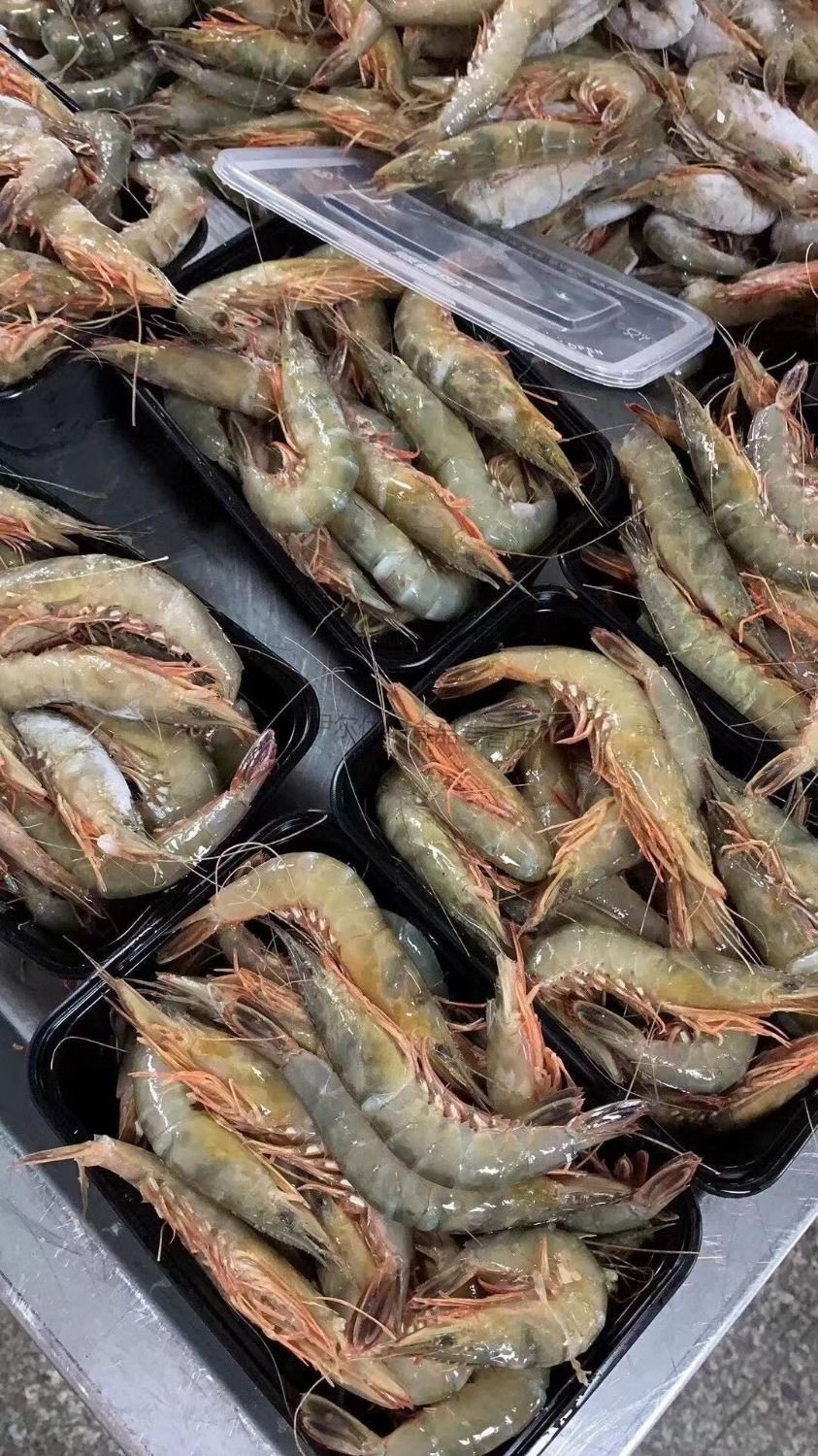 舟山特产大青壳滑皮虾鲜活活皮虾海虾生鲜船冻新鲜上岸条虾 江浙沪 活