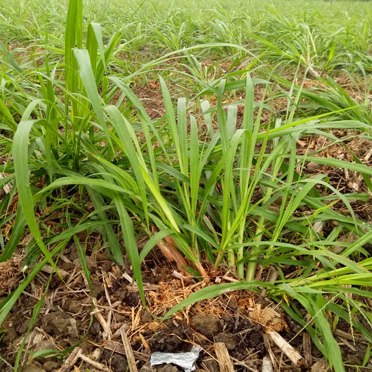 正宗甜象草 皇竹草 现送资料 牛草 羊草 鱼草 兔草 皇竹草100节【图片
