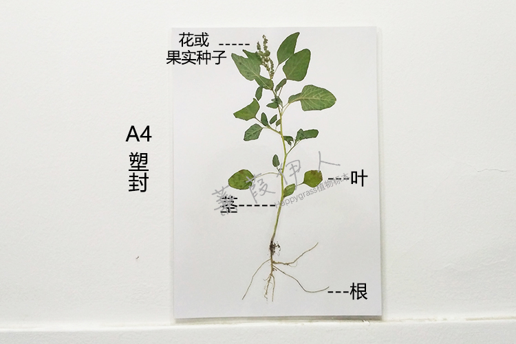 草本植物标本制作方法图片