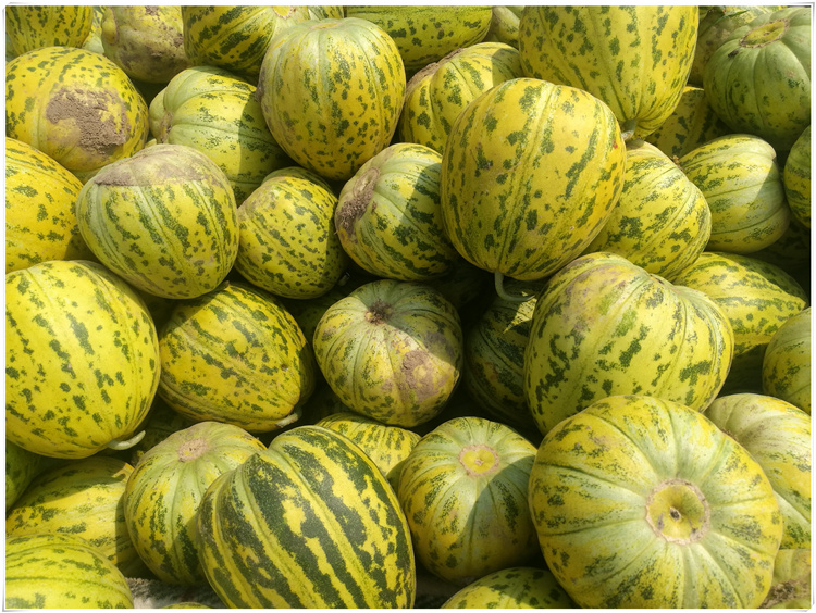 东北香瓜当天新鲜现摘吉林农家香脆甜坏瓜包赔大地八里香甜瓜5斤 10斤