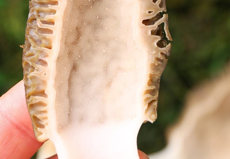 5折新鲜羊肚菌鲜货云南特产半野生菌菇羊肚菇蘑菇新货煲汤食材1000g