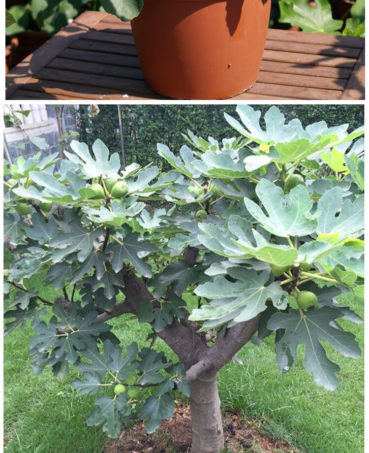 无花果树果苗盆栽带果带土特大无花果苗当年结果斯特拉无花果树苗 5年