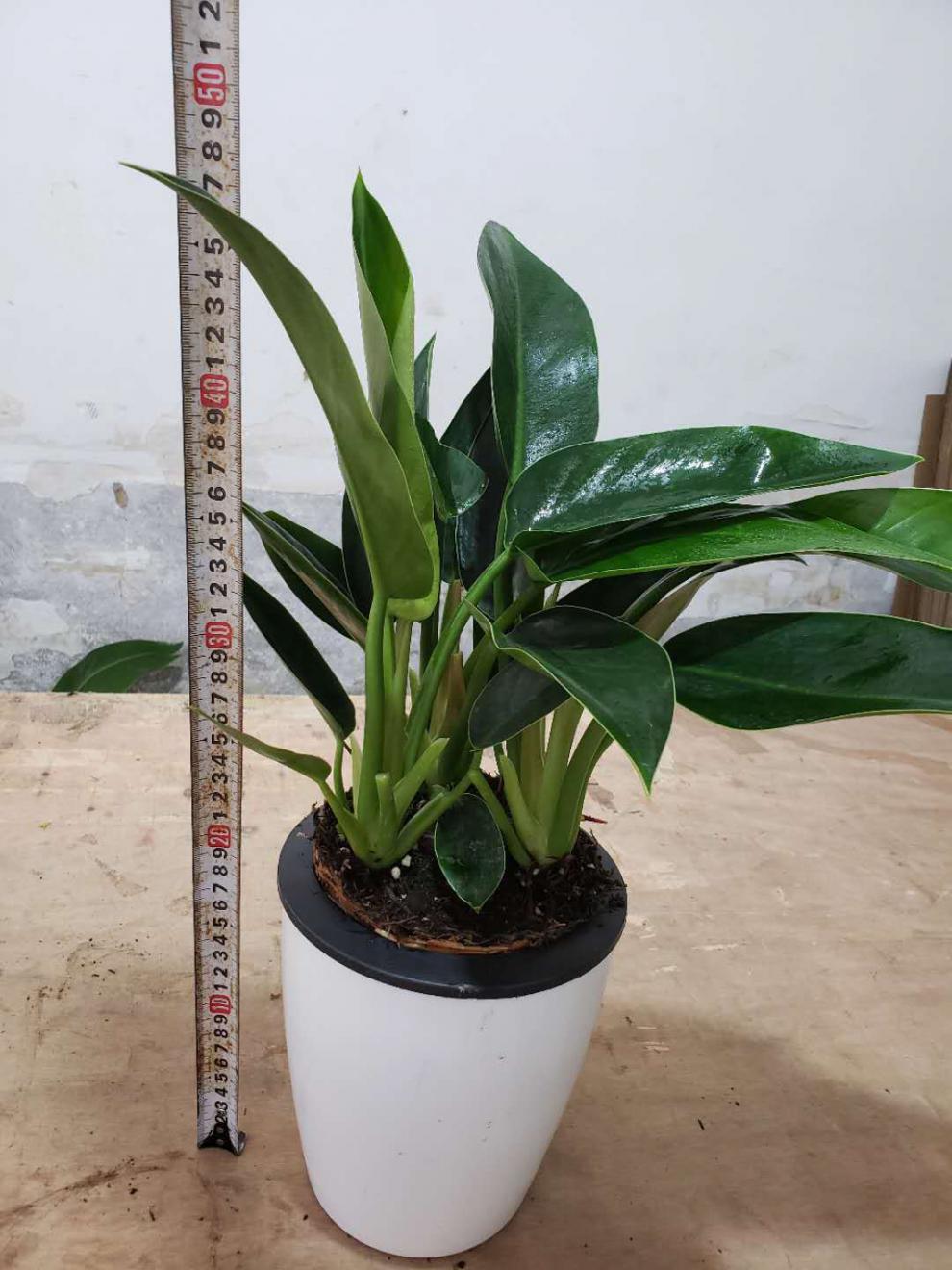 精选绿植绿公主金钻旺宅吸毒王办公室内酒店盆栽四季常青绿植花卉大