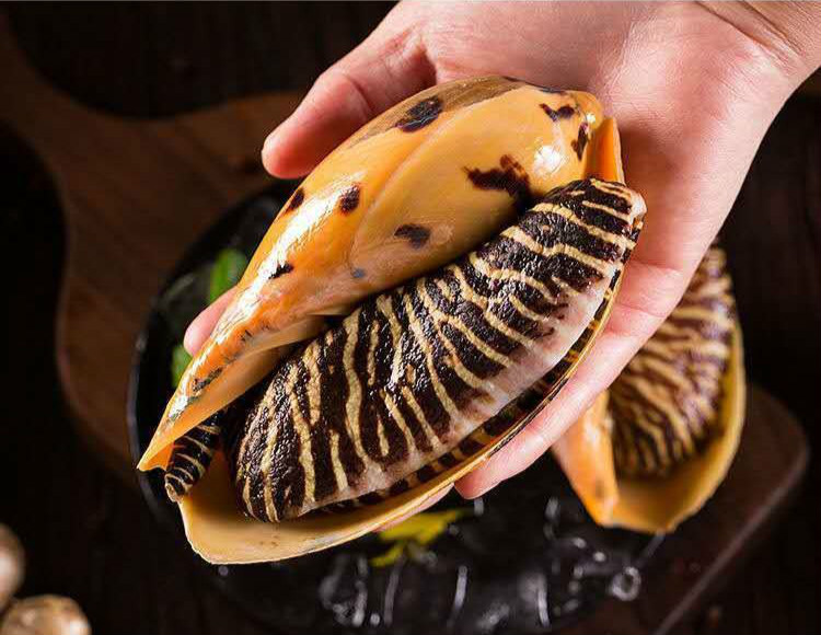 大黄螺鲜活速冻椰子螺新鲜瓜螺大海螺油螺海鲜水产智维理克500g个