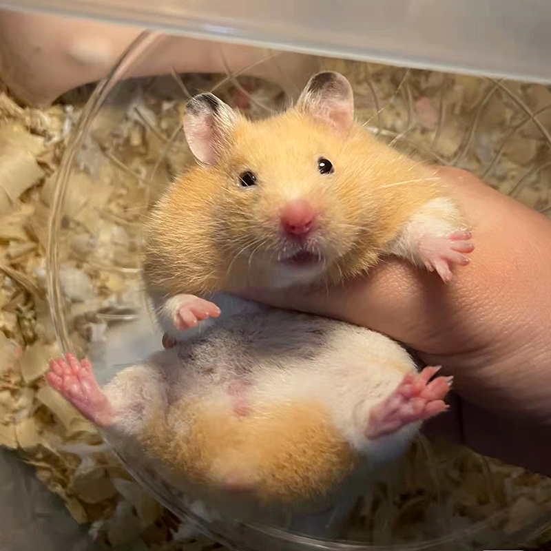 金丝熊仓鼠活物已打疫苗活体小苍鼠公仔宠物鼠小仓鼠笼子 母 虎纹熊