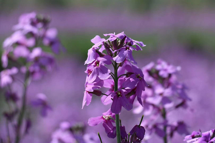 藍香芥種子四季開花易種活的室內陽臺綠植盆栽庭院花卉種子花籽藍香芥