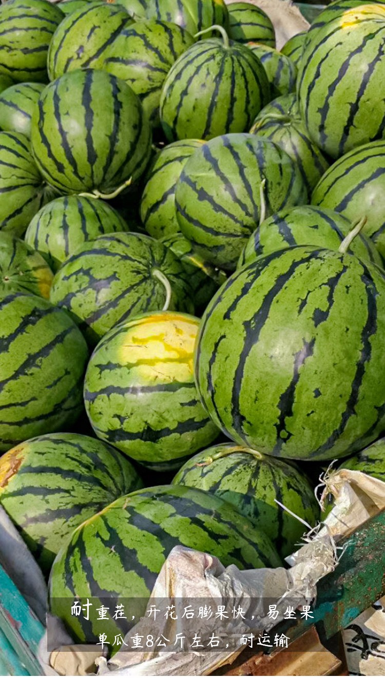 寿禾京欣西瓜种子南方北方特甜盆栽耐寒京欣一号西瓜50粒