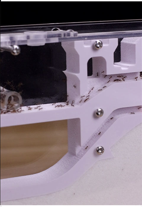 蓝桂蚂蚁工坊蚁后部落家园王国巢蚂蚁城堡蚂蚁活体宠物养蚂蚁窝盒子