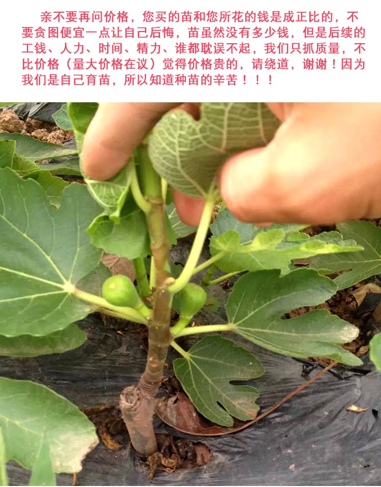 无花果树苗 当年结果 嫁接 地栽盆栽果树苗庭院阳台种植室内外植物
