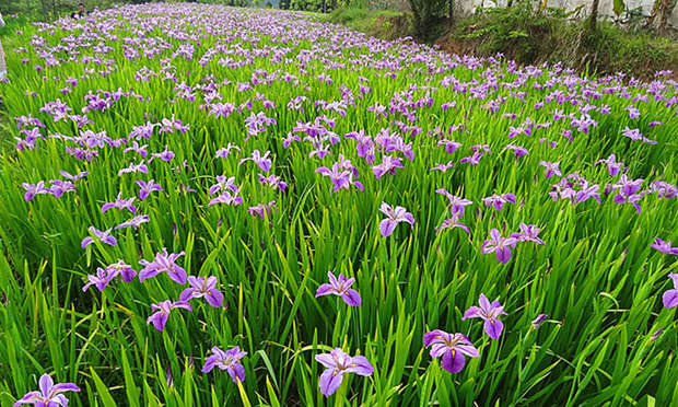 葱兰韭兰风雨兰花苗绿植物盆栽花卉观花植物室内当年开花庭院阳台橘色