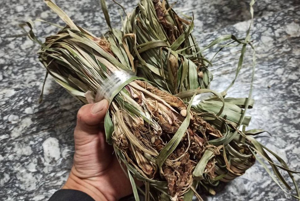 jd优选深山野生石菖蒲纯根老菖蒲根月子洗澡洗头正宗山菖蒲老根水剑草