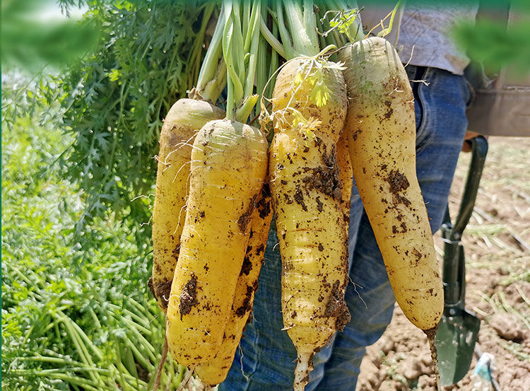 新疆特产黄萝卜胡萝卜绿色新鲜蔬菜农家果蔬手抓饭黄心红萝卜3斤装