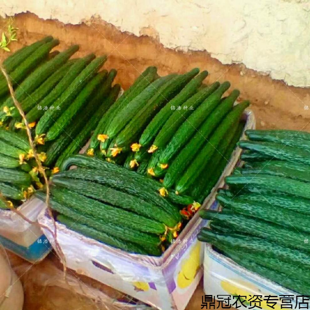 黄瓜种子杂交一代农家小菜园小棚春秋种植抗病高产绿瓤甜脆口感好新津