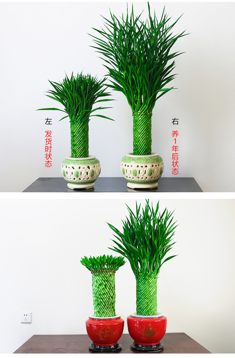 编织富贵竹水培植物花卉水养发财转运竹客厅室内带根盆栽大型绿植