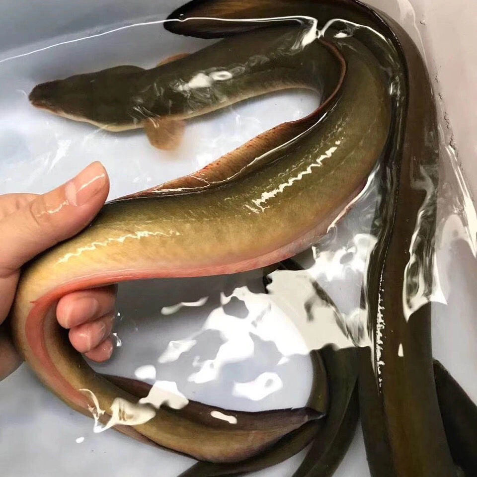 国产淡水黄鳗鱼鲜活河鳗鱼黄鳗鱼1斤到2斤以上一条包活 1.