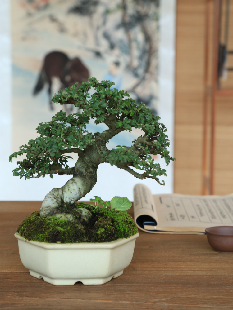 趣味小叶榆树盆景盆栽榔榆窗台阳台植物绿植茶台办公桌好养室内17带