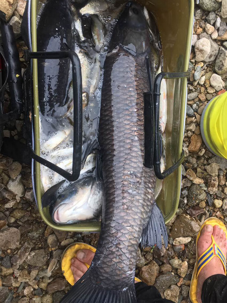 顧眾 青魚珠珠小藥 漁農黑坑大物泡螺絲野釣殺大青釣魚餌料顆粒玉米誘