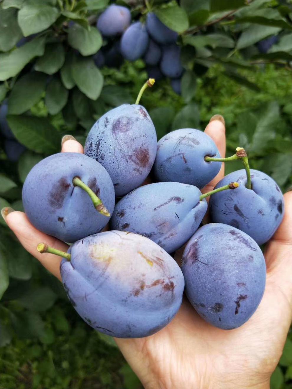 顺丰速运西梅新鲜水果四川汶川西梅宝宝当季孕妇新鲜李子整箱4斤装