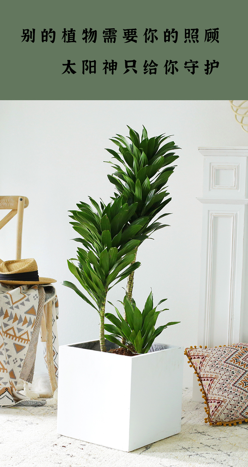 老桩太阳神密叶龙血树室内大型绿植造型植物北欧风客厅阳台大盆栽老桩