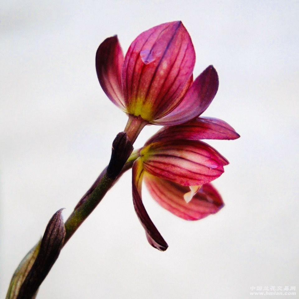 盛世红荷春兰兰花室内盆栽花卉绿植开花超香盛世红荷2苗连体不含盆