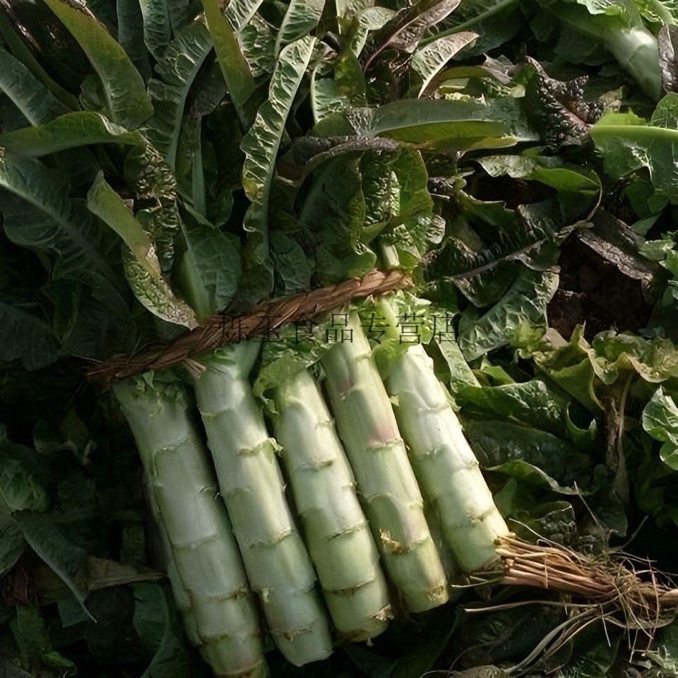云南高山新鲜莴笋莴苣香笋新鲜青皮莴笋时令蔬菜新鲜现摘红叶莴笋优选