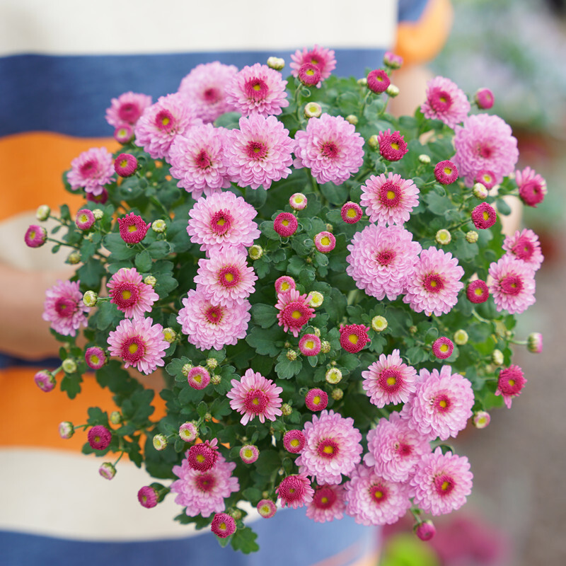 球菊盆栽小花苗阳台花卉冰粉菊花千头菊带花苞乒乓球菊 千头菊草莓心