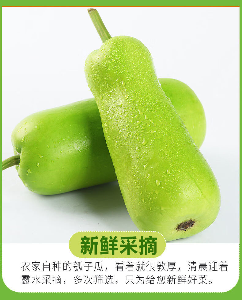 新鲜蒲瓜瓠子瓜葫芦瓜丝瓜清甜肉厚嫩蔬菜现摘现发1斤3斤5斤5斤装46根