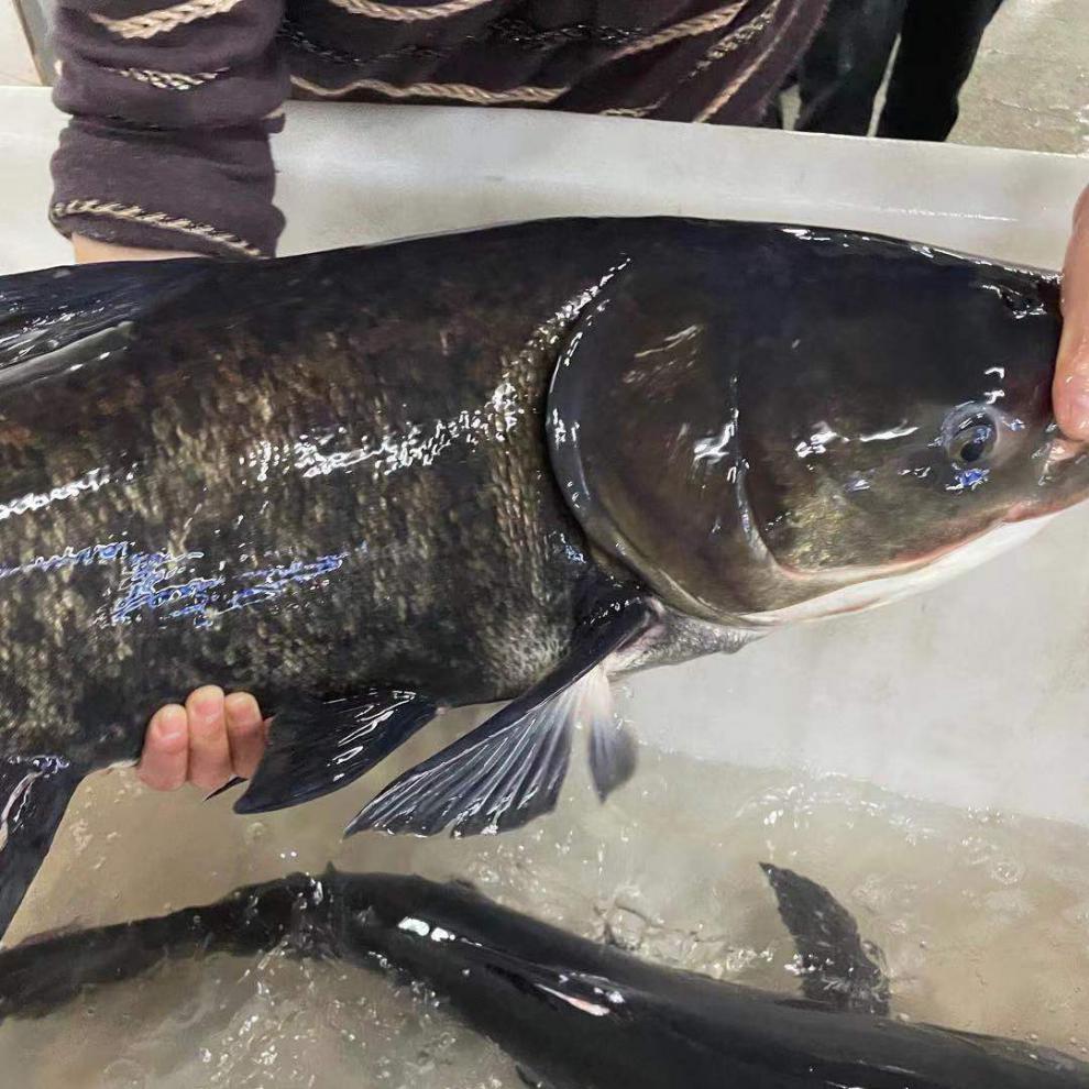 千島湖正宗花蓮胖頭魚鮮活大頭胖頭魚魚整條魚頭淡水魚冷水魚千島湖