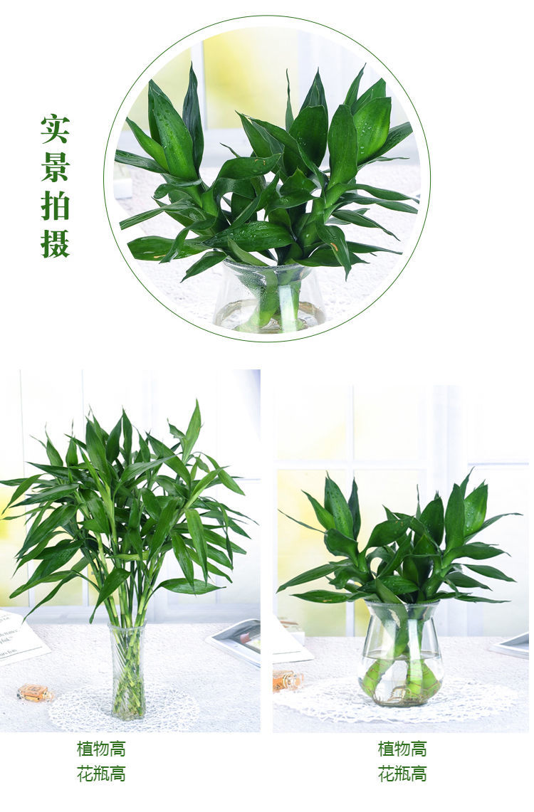 精选现发富贵竹水培植物转运竹盆栽植物室内净化空气绿植花卉四季好养