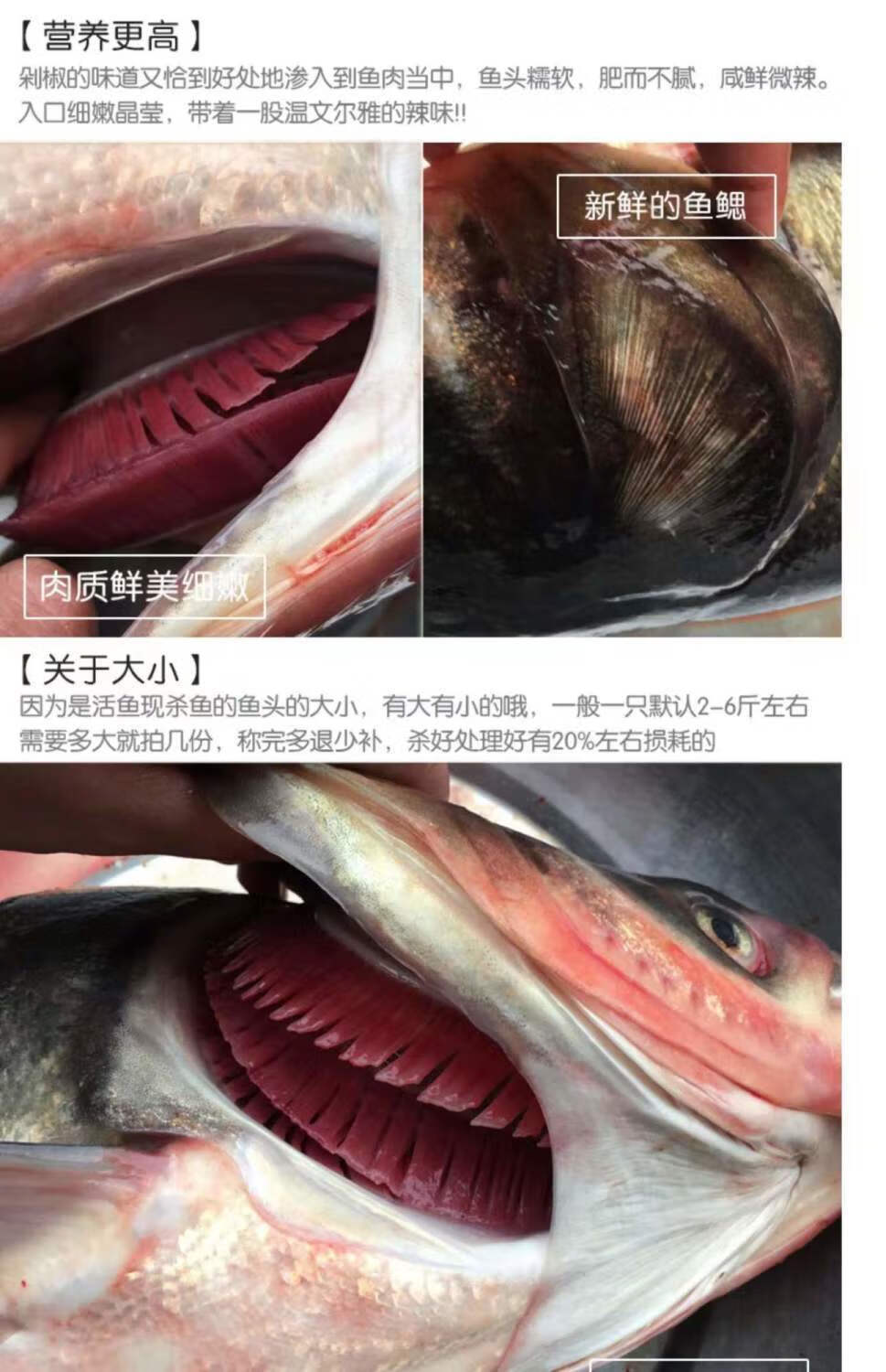 水庫鮮活現殺胖大頭魚鰱魚頭剁椒魚頭魚頭煲湯花鰱白鰱酸菜魚魚尾一斤