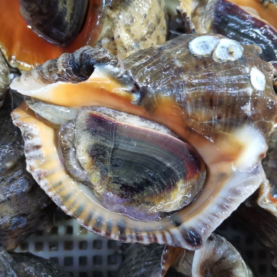 大海螺鮮活超大海螺超大海螺海鮮水產鮮活特大海螺 海螺6-8個/斤 三斤