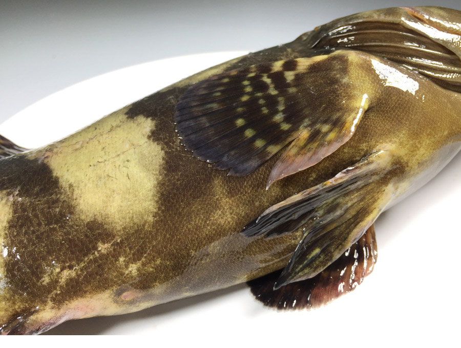 海鲜水产 鱼类 沢素湾 沢素湾 龙胆石斑鱼 鲜活特大石斑鱼 6斤龙胆鱼