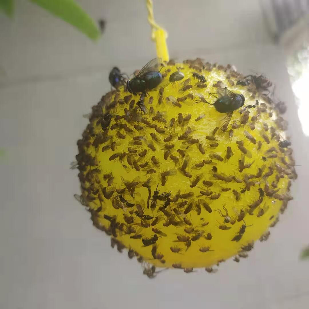 果树粘虫球诱蝇球柑橘大实蝇诱捕球小食蝇诱球沾虫球瓜果实蝇球 绿色