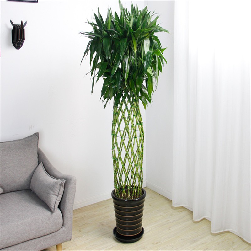 富贵竹笼盆栽开运竹大型绿植办公室客厅室内花卉盆景 黑色螺纹瓷盆1.
