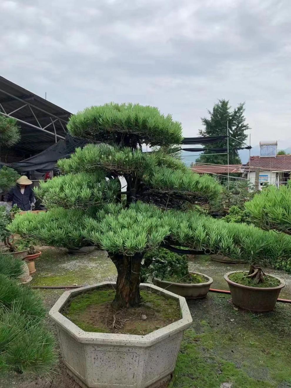 罗汉松造型树大树盆景树造型迎客松大型别墅庭院日本罗汉松树苗日本