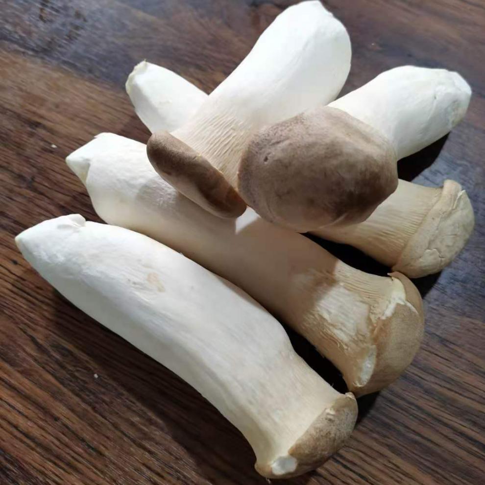 新鲜杏鲍菇菌菇嫩芽小菇蘑菇农家蔬菜食用菌菇精品杏鲍菇大果二斤倾享