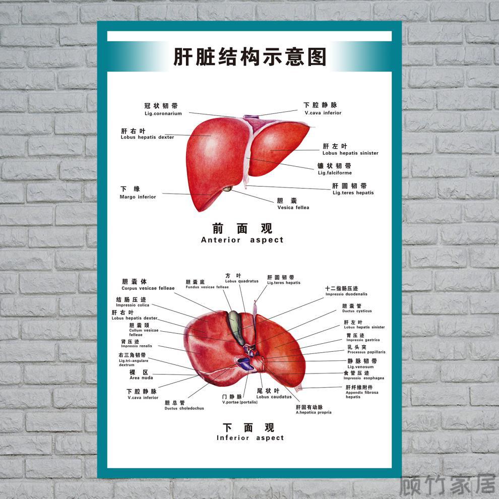 結構圖醫院海報全身器官分佈穴位圖解剖圖掛畫人體內臟位置分佈圖3550