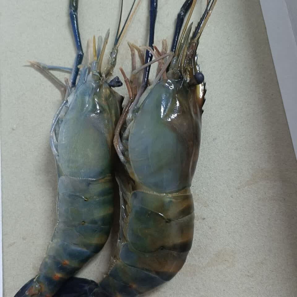 1000g大河虾罗氏虾大头虾10头1斤鲜虾活虾速冻罗氏