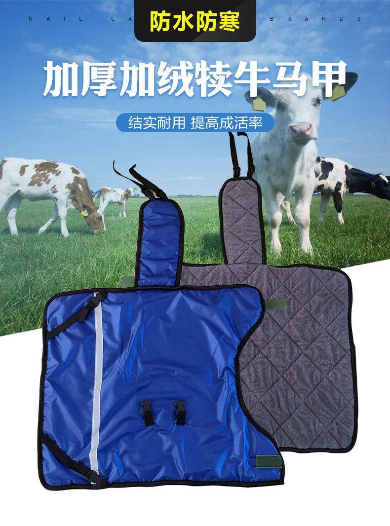 牛犊胎衣图图片