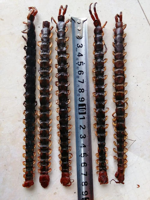 湖北红头蜈蚣中药材今年新货产地多足虫泡酒天龙百足虫 官方直营30条