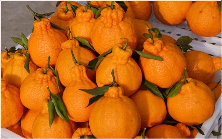 新鲜丑橘 丑柑橘子丑八怪当季新鲜孕妇水果不知火丑桔子 3斤 人工挑选