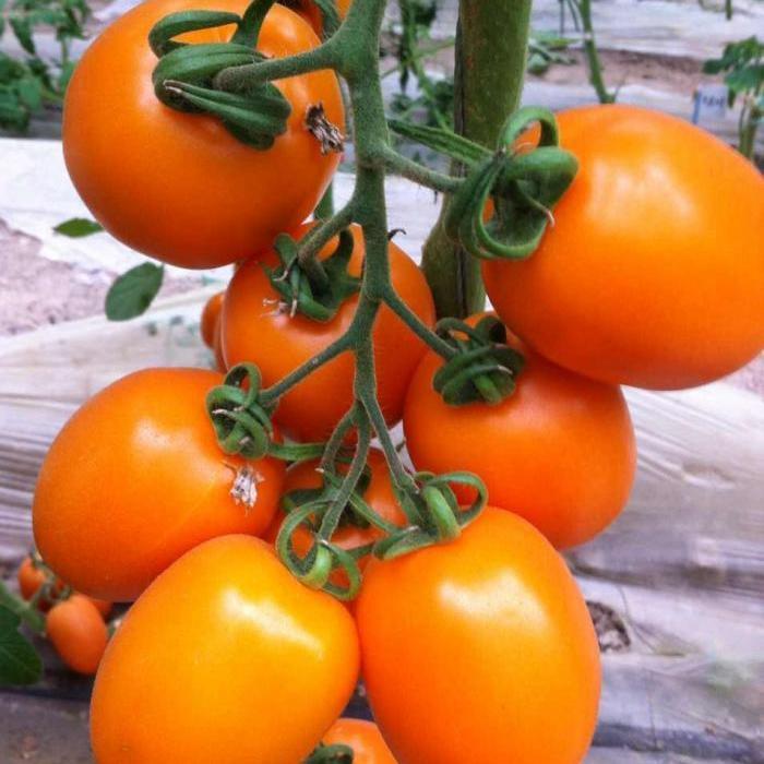 轻恋东北黑土地黄罗曼柿子黄柿子皮薄肉嫩低糖多汁现摘现发 3斤黄罗曼