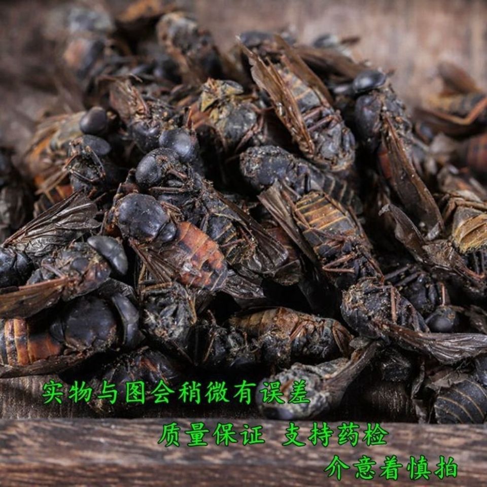 虻虫的药用功效与作用图片