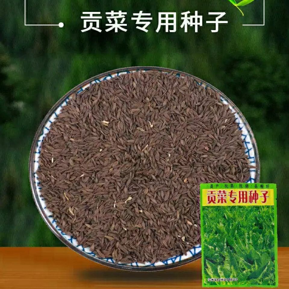 特产苔干菜种子地方蔬菜种子响菜籽四季播种耐热抗寒 分装2包【买二